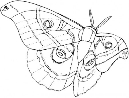 Google Image Result for http://www.arthursclipart.org/insects/moths/polyphemus%  | Moth drawing, Animal sketches, Luna moth