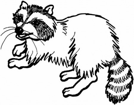 Free Raccoon Pictures For Kids, Download Free Raccoon Pictures For Kids png  images, Free ClipArts on Clipart Library