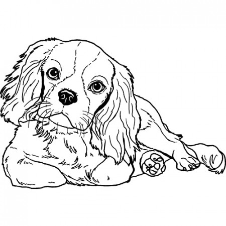 Amazon.com: Azeeda A7 'Cavalier King Charles Spaniel' Unmounted Rubber  Stamp (RS00040060) : Everything Else