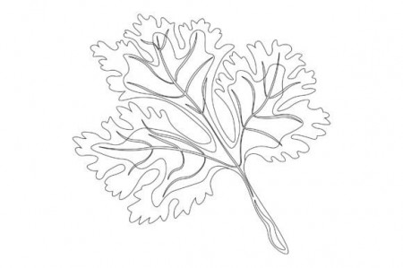 Cilantro with Green Leaves SVG Cut file by Creative Fabrica Crafts ·  Creative Fabrica