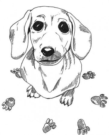 Dachshund colors, Dog coloring page, Dog drawing