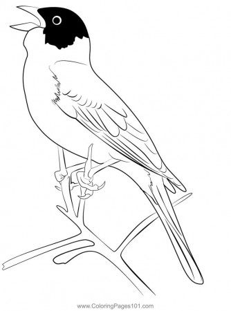 Pin on Buntings Coloring Pages