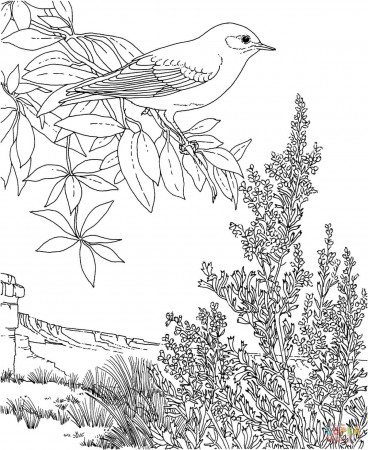 Nevada Mountain Bluebird and Sagebrush coloring page | Free Printable Coloring  Pages