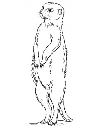 Top 10 Meerkat Coloring Pages | Coloring pages, Free ...