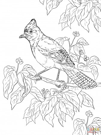 Realistic Steller's Jay coloring page | Free Printable Coloring Pages