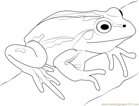 Cute Frog Coloring Page for Kids - Free Frog Printable Coloring Pages  Online for Kids - ColoringPages101.com | Coloring Pages for Kids