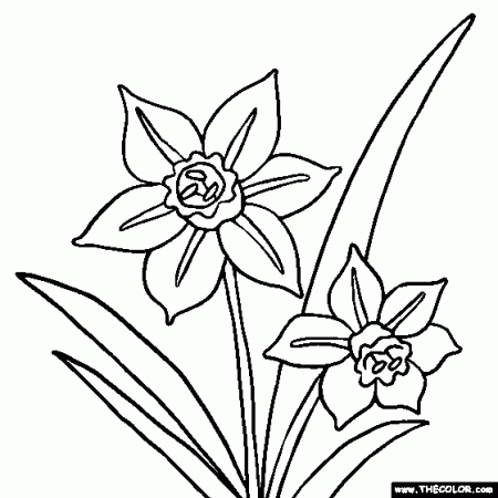 Narcissus or Daffodil Flower Coloring Page | Flower coloring pages ...