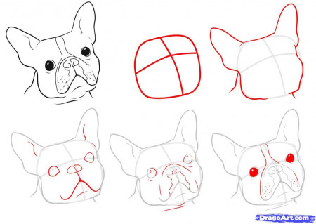 How to Draw a Boston Terrier, Step by Step, Pets, Animals, FREE ...