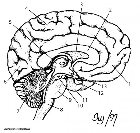 Images Of Brain Coloring Pages For Kids - Kids Coloring Page - ClipArt Best  - ClipArt Best