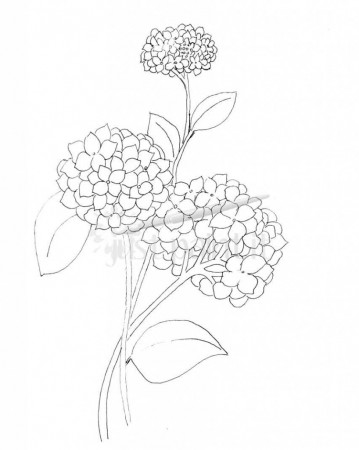 Hydrangea and Peonies Coloring Pages