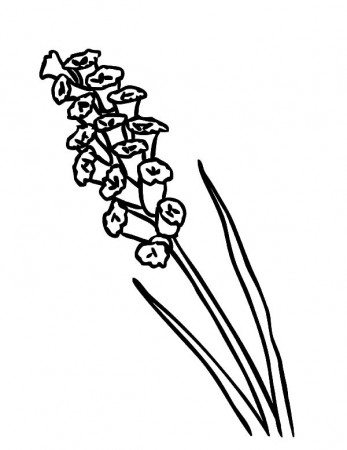 Lavender Coloring Pages - Best Coloring Pages For Kids