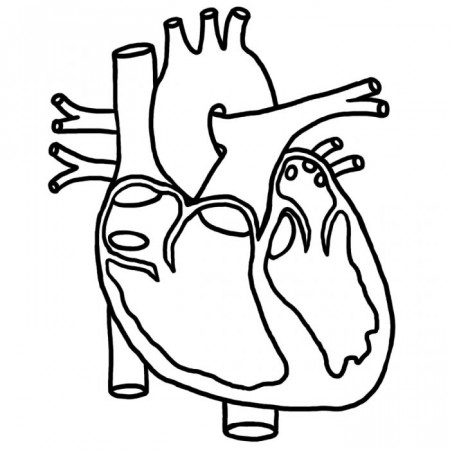 Human Heart Coloring Pictures For Kids Health Pictures Of Anatomy ... |  Human heart diagram, Heart diagram, Heart coloring pages