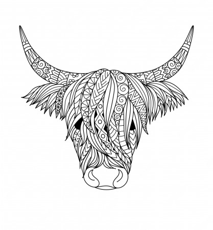 Premium Vector | Highland cow design for coloring book,coloring page, t  shirt design and so on. vector illustration