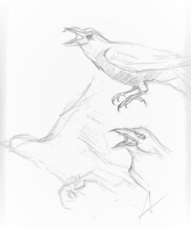 Crow Sketch Drawing by Regina WARRINER