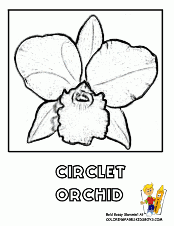 Orchid Flower Coloring Pages N2 free image