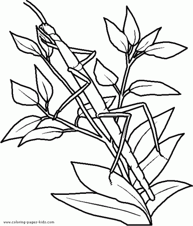 Insect coloring pages camo