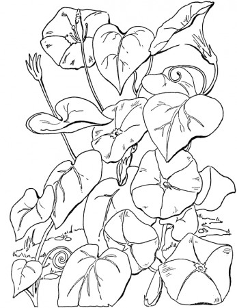 15 Flower Coloring Pages for Adults- All Unique! - The Graphics Fairy