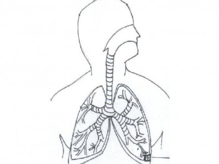 Respiratory System Coloring Page - Coloring Stylizr