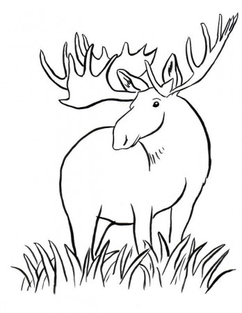 Step by Step to Color Moose Coloring Pages - Toyolaenergy.com