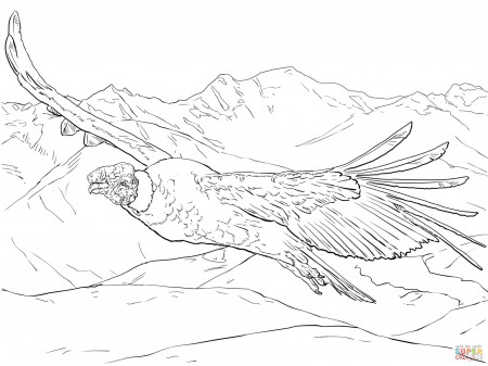 Flying Andean Condor coloring page | Free Printable Coloring Pages