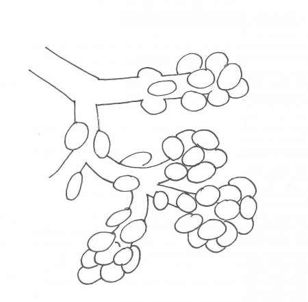 Free Respiratory System Coloring Page, Download Free Respiratory System Coloring  Page png images, Free ClipArts on Clipart Library