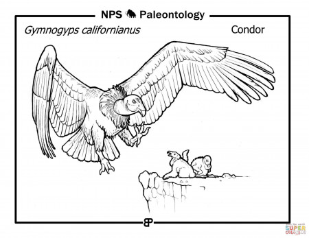 California Condor (Gymnogyps Californianus) coloring page | Free Printable Coloring  Pages