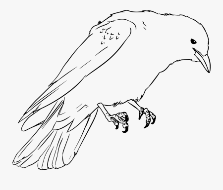 Jackdaw Crow Drawing Free Picture - Kawka Rysunek , Free ...