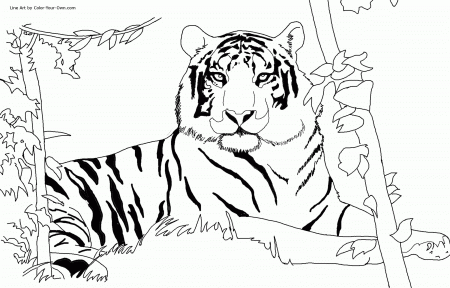 Printable Tiger Coloring Pages Kids - Colorine.net | #1487