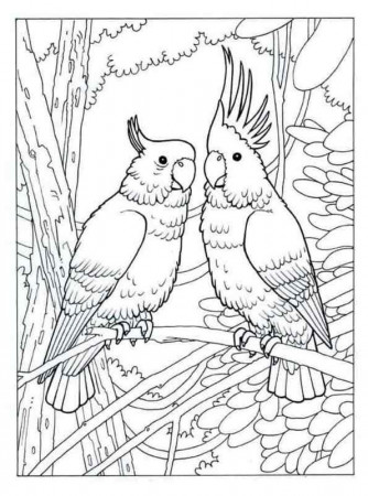 Kids-n-fun.com | Coloring page Parrots cockatoos