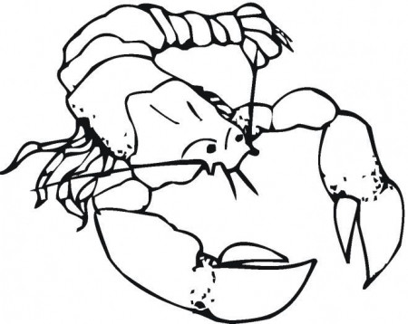 Coloring pictures of shrimp Ocean shrimp animals coloring pages ...