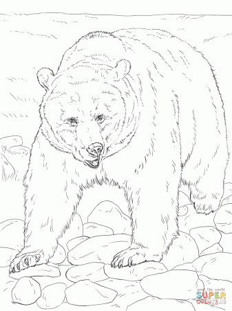 Arctic animals coloring pages | Free Printable Pictures