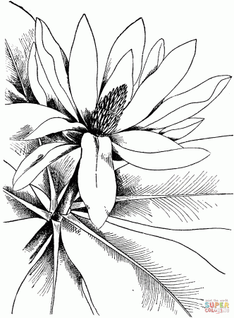 Magnolia 4 | Super Coloring | Flower coloring pages, Detailed coloring pages,  Coloring pages