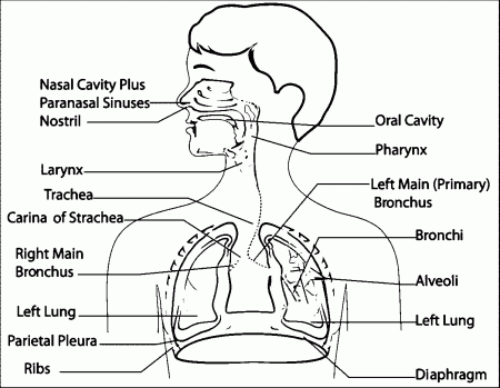 Respiratory System Sketch Drawing Coloring Page | Wecoloringpage