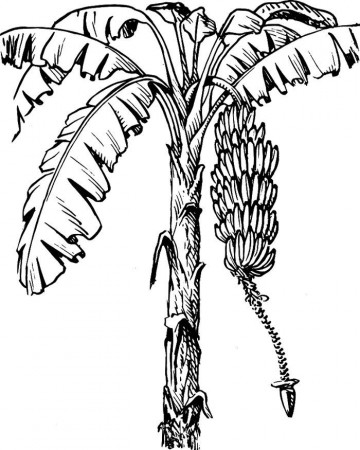 Banana Tree Coloring Sheet - High Quality Coloring Pages