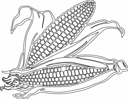 Corn Drawing Image At Getdrawings Com Free For Personal - Free Printable Corn  Coloring Pages - (940x732) Png Clipart Download