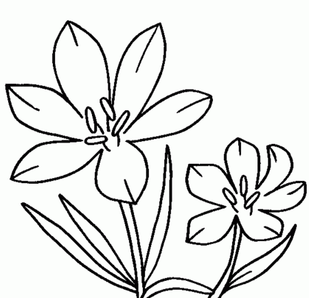 Blossom Crocus Flower Coloring Page | Flower Coloring pages of ...