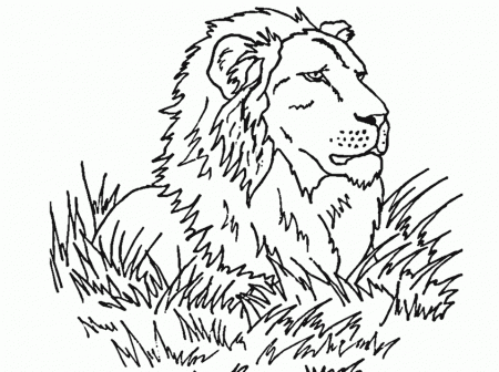 Free Realistic Animal Coloring Pages, Download Free Clip Art, Free ...