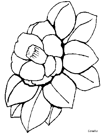 Camellia Flowers Coloring Pages & Coloring Book