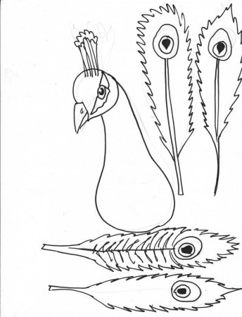 Coloring Pages Stunning Peacock Coloring Pages Coloring Page Id 