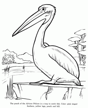 Animal Drawings Coloring Pages | Pelican bird identification 