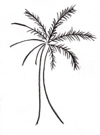 Palm Tree Drawing 184857 Coloring Pages Palm Trees