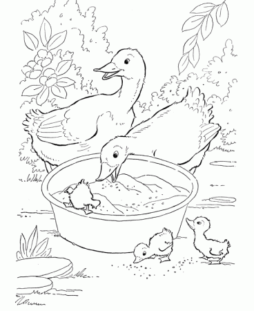 Farm Animal Ducks eating grain Coloring Pages | Printable Duck 