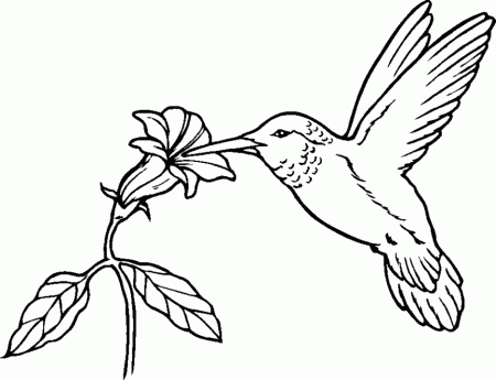 Hummingbird Coloring Page | free coloring pages For kids