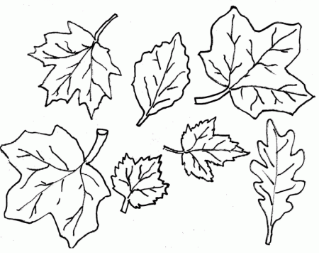 Pin Autumn Leaves Outline On Pinterest Coloring Pages Id 75937 