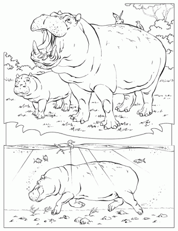Hippopotamuses Colouring Pages (page 3)