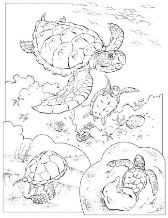 Turtles Ocean Animals Coloring Pages And Sheets