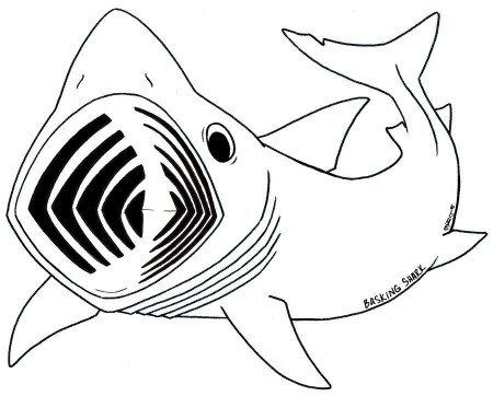 Animal Coloring Whale Shark Printable Coloring Pages For Kids 