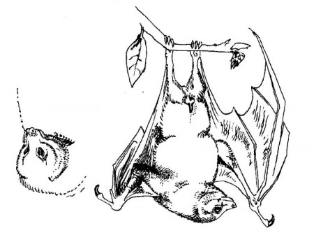 Fruit Bat Drawings Images & Pictures - Becuo
