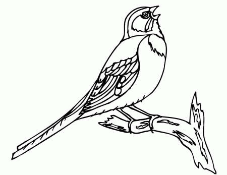 Printable coloring pages birds Mike Folkerth - King of Simple 