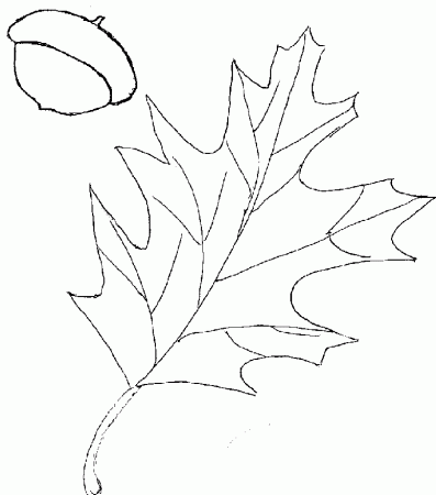 Oak Leaf Outline Clip Art | templates | Pinterest | Leaves, Tree ...
